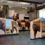 Bison Informational Standups